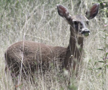 18.https www inaturalist org photos 1784618.580x360