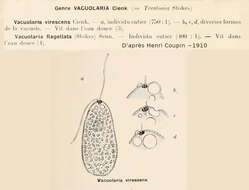 Image of raphidophytes