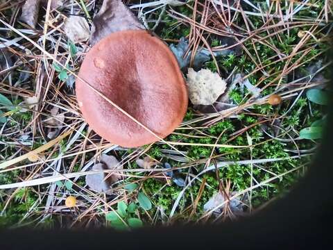 Image of Rufous Milkcap