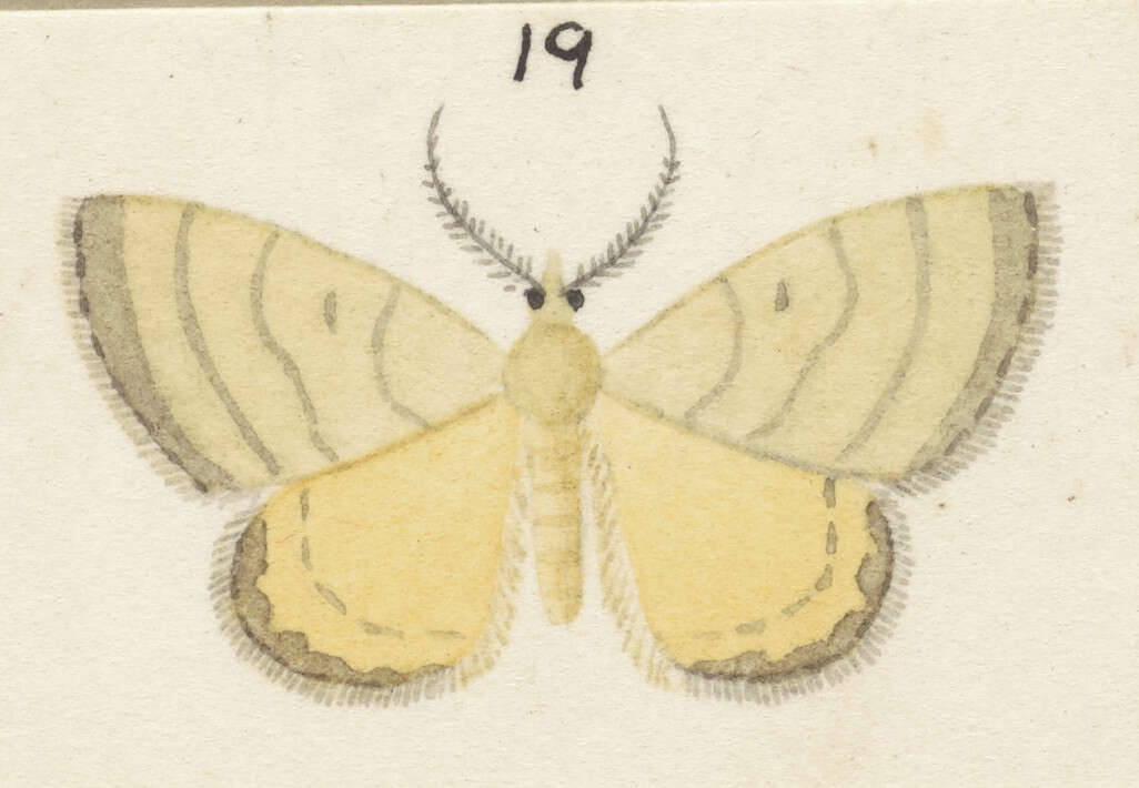 Image of Asaphodes abrogata Walker 1862