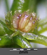 Image of Soft Hornwort