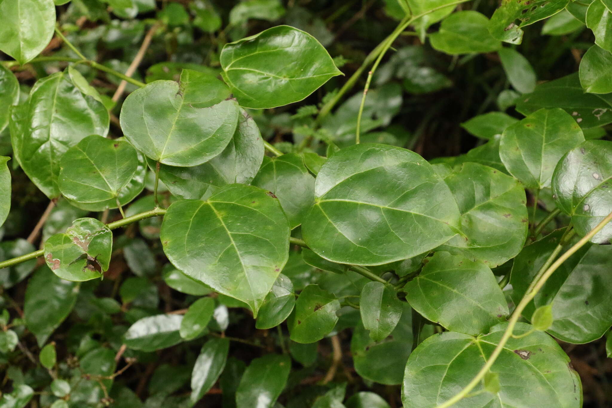 Plancia ëd Berberidopsidaceae