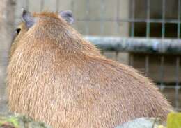 Image of Capybaras