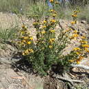 Image of Pultenaea campbellii Maiden & Betcke