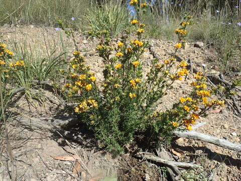 Plancia ëd Pultenaea campbellii Maiden & Betcke