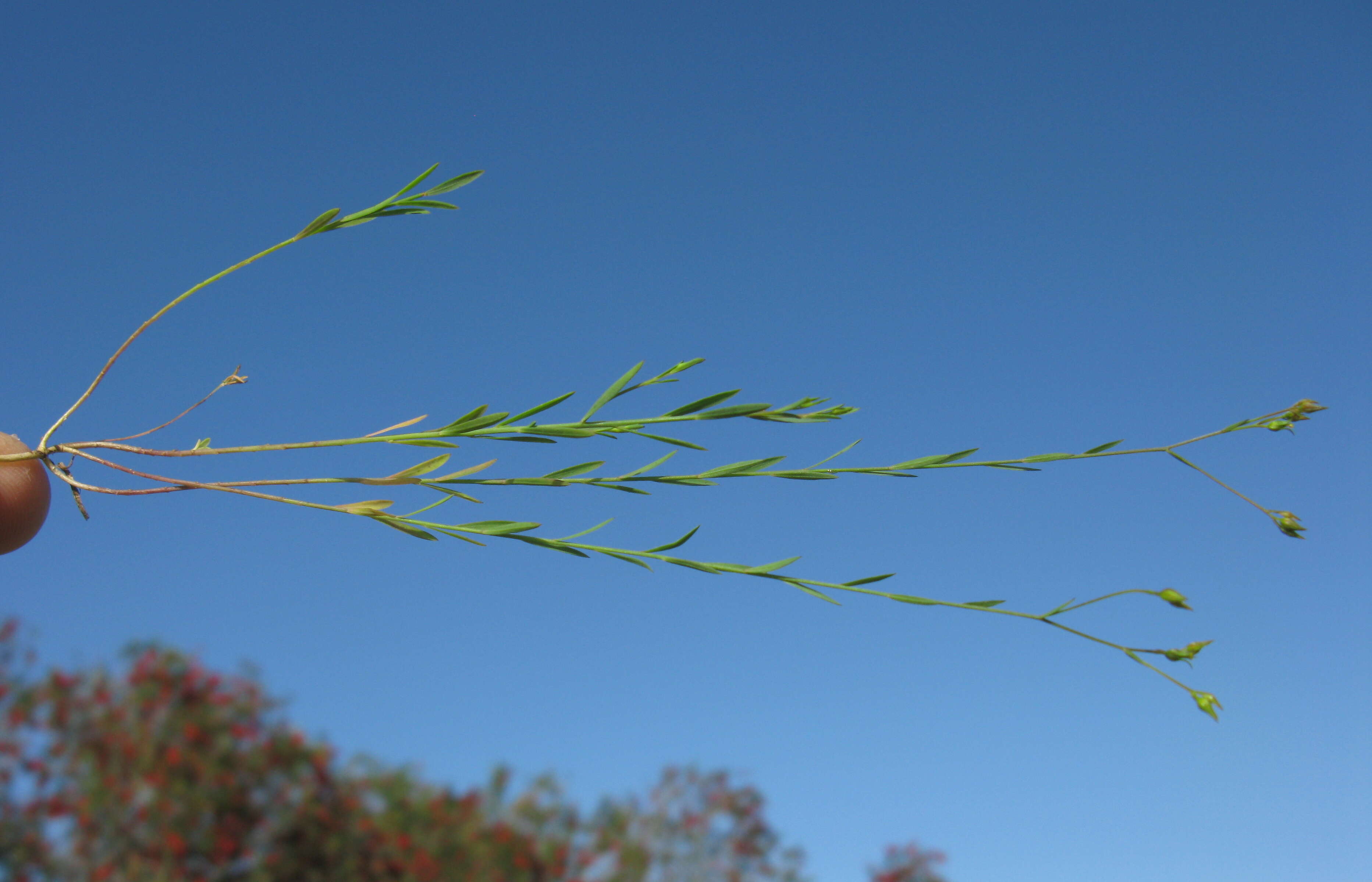 Image of French flax