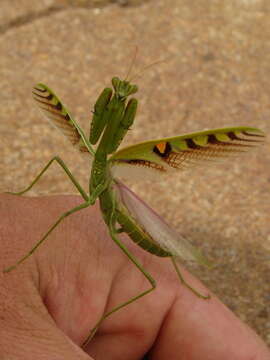 Image of African praying mantis