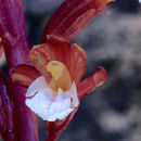 Image of <i>Corallorhiza maculata</i>