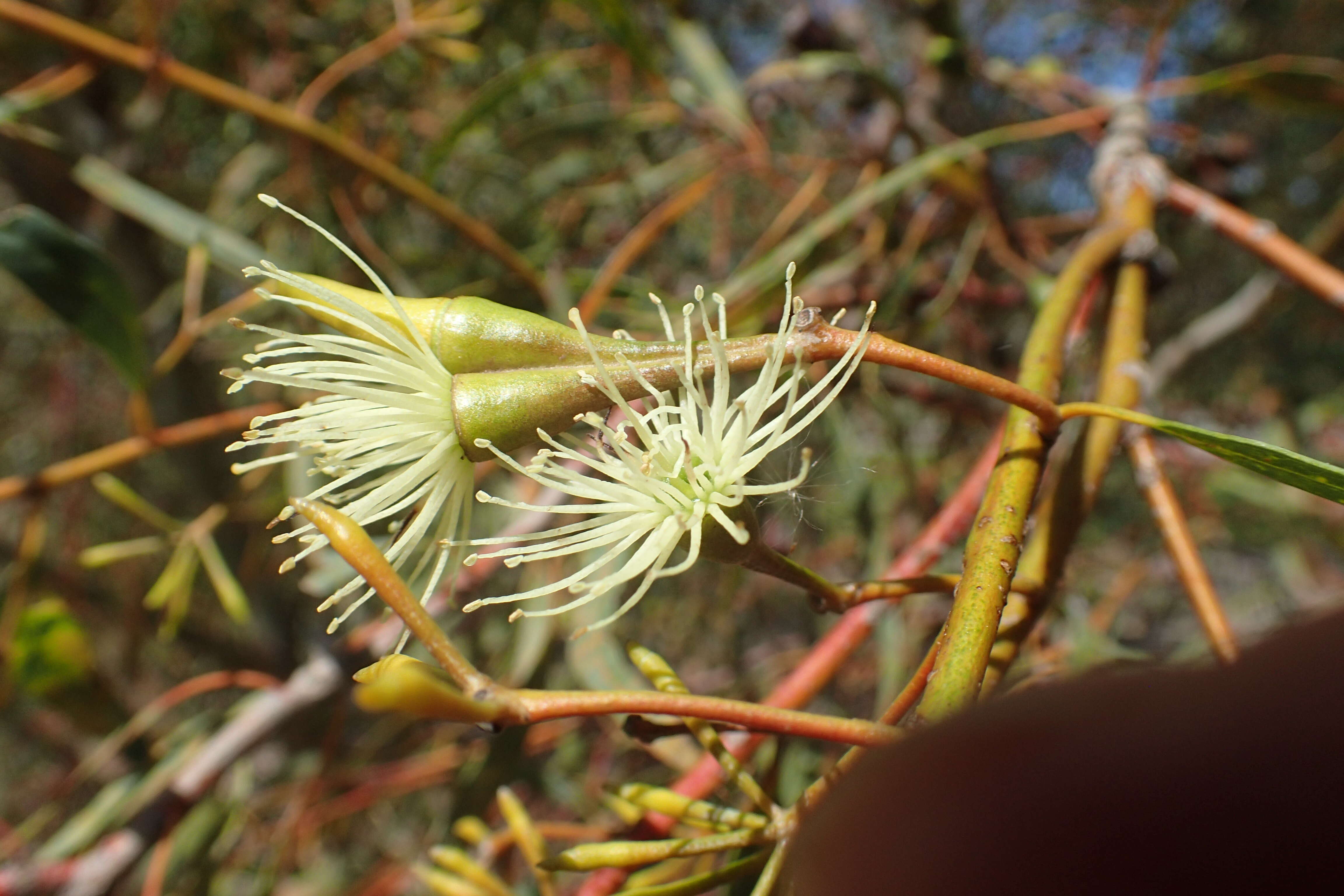 Image of Salt River Gum