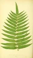 Image of polypody