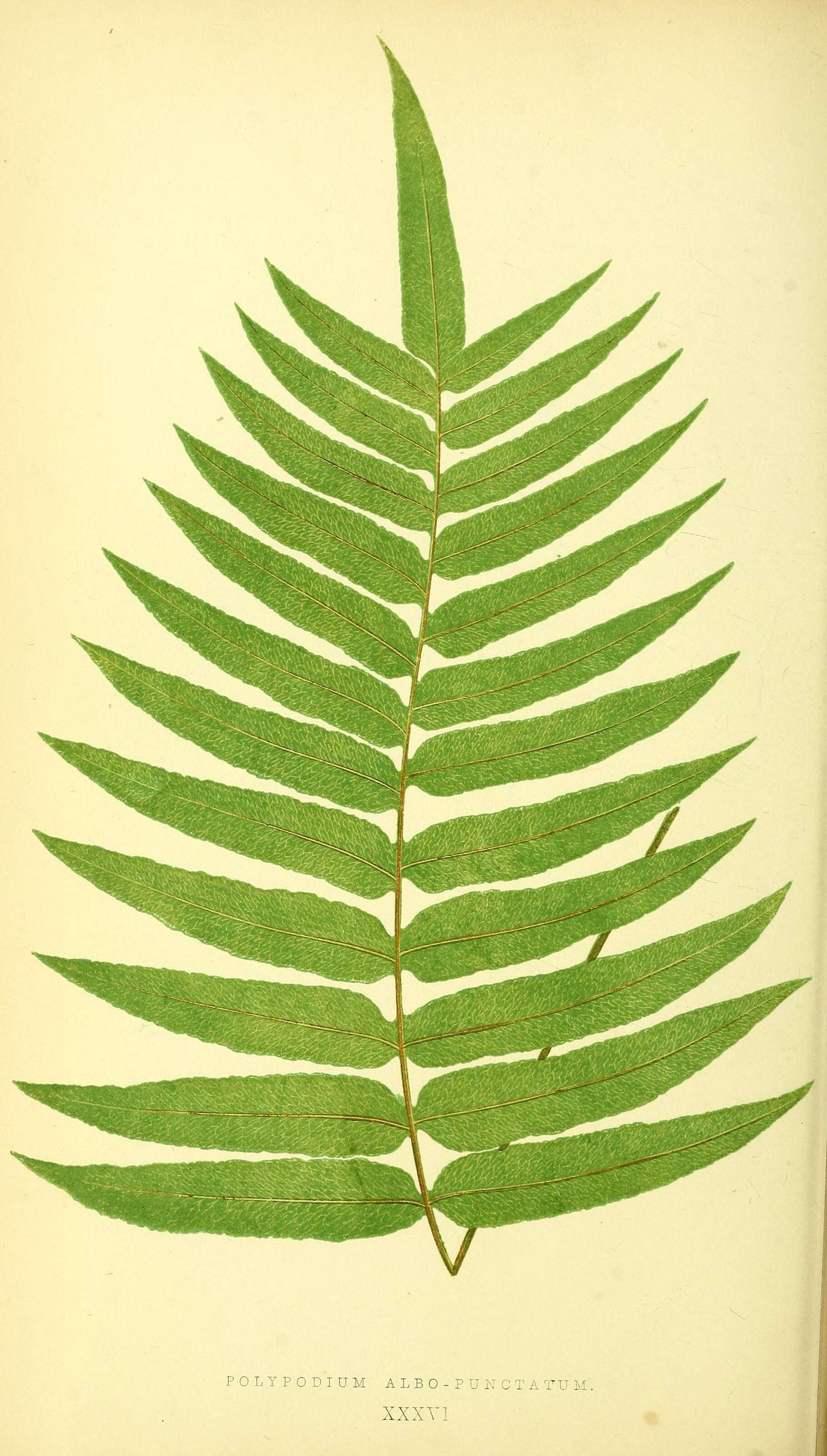 Image de Polypode