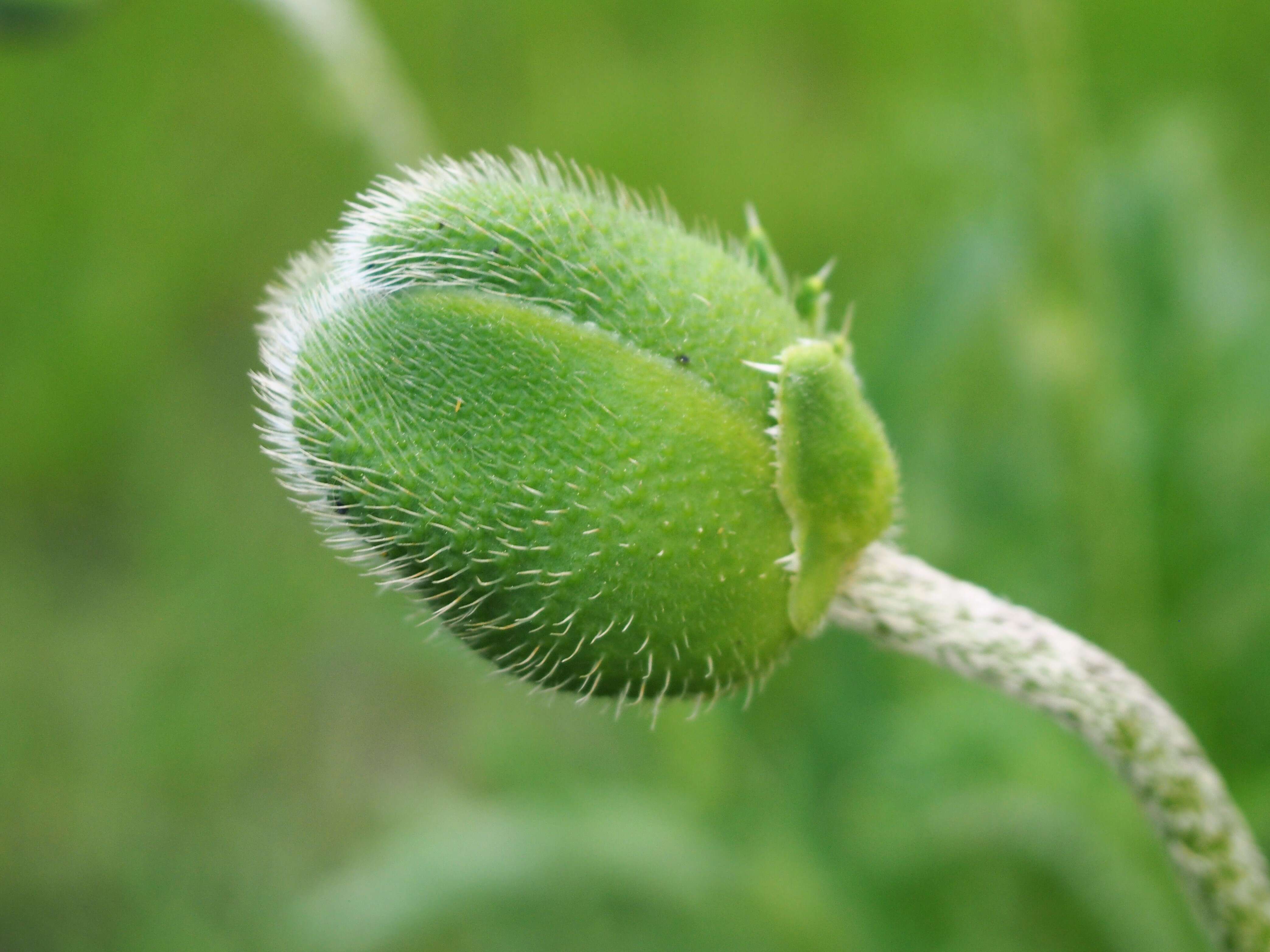 Image of Oriental poppy