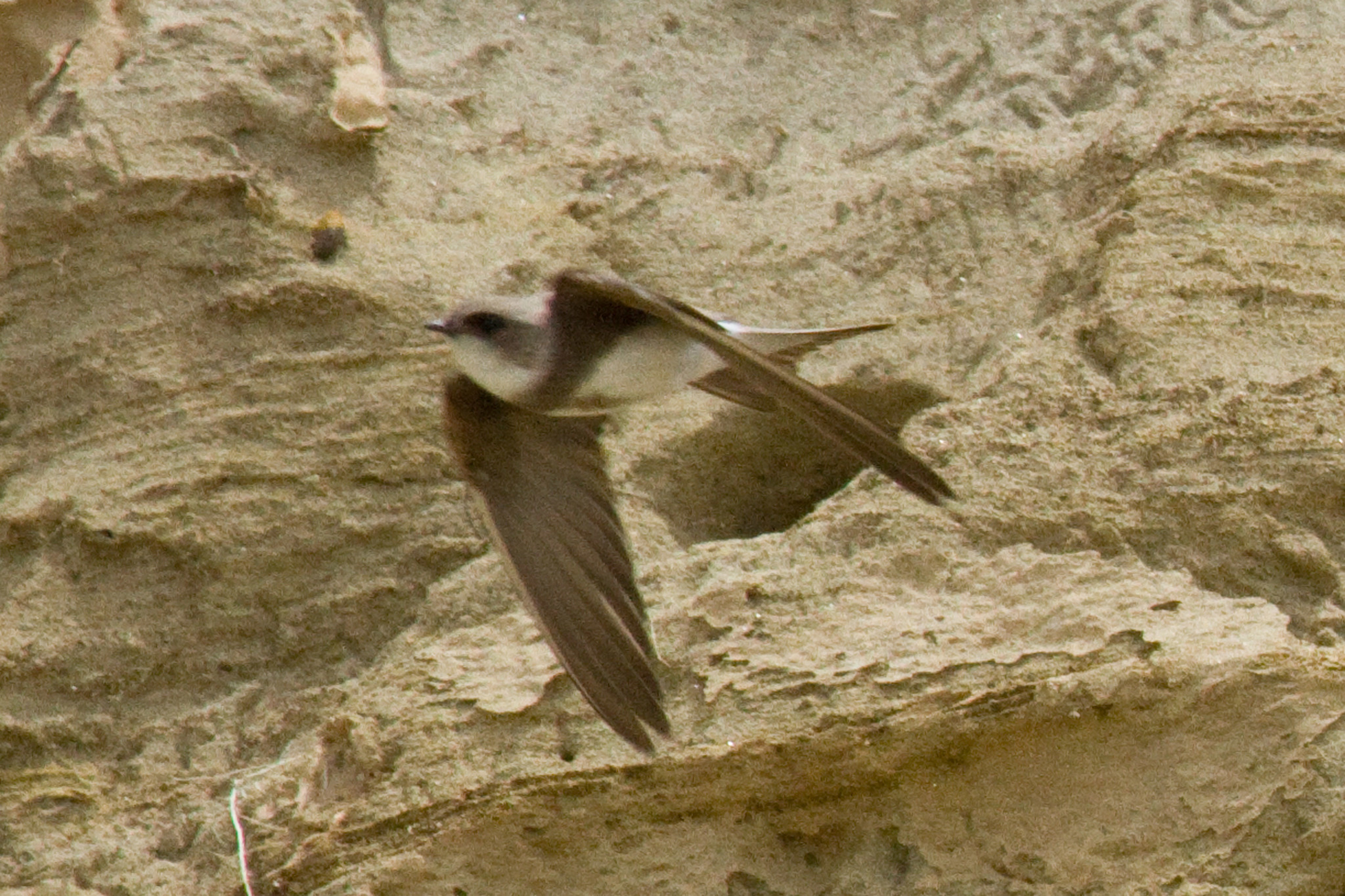 Image of Bank Swallow