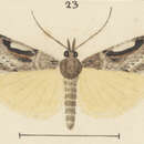 Image of Scoparia falsa Philpott 1924