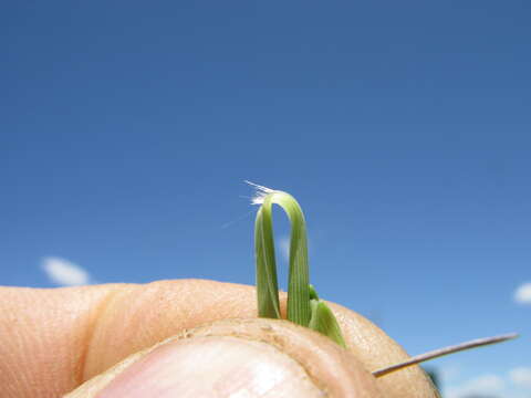 Imagem de Panicum queenslandicum Domin