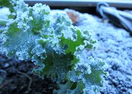 Image of Wild Mustard