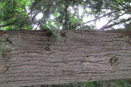 Image of Canoe Cedar