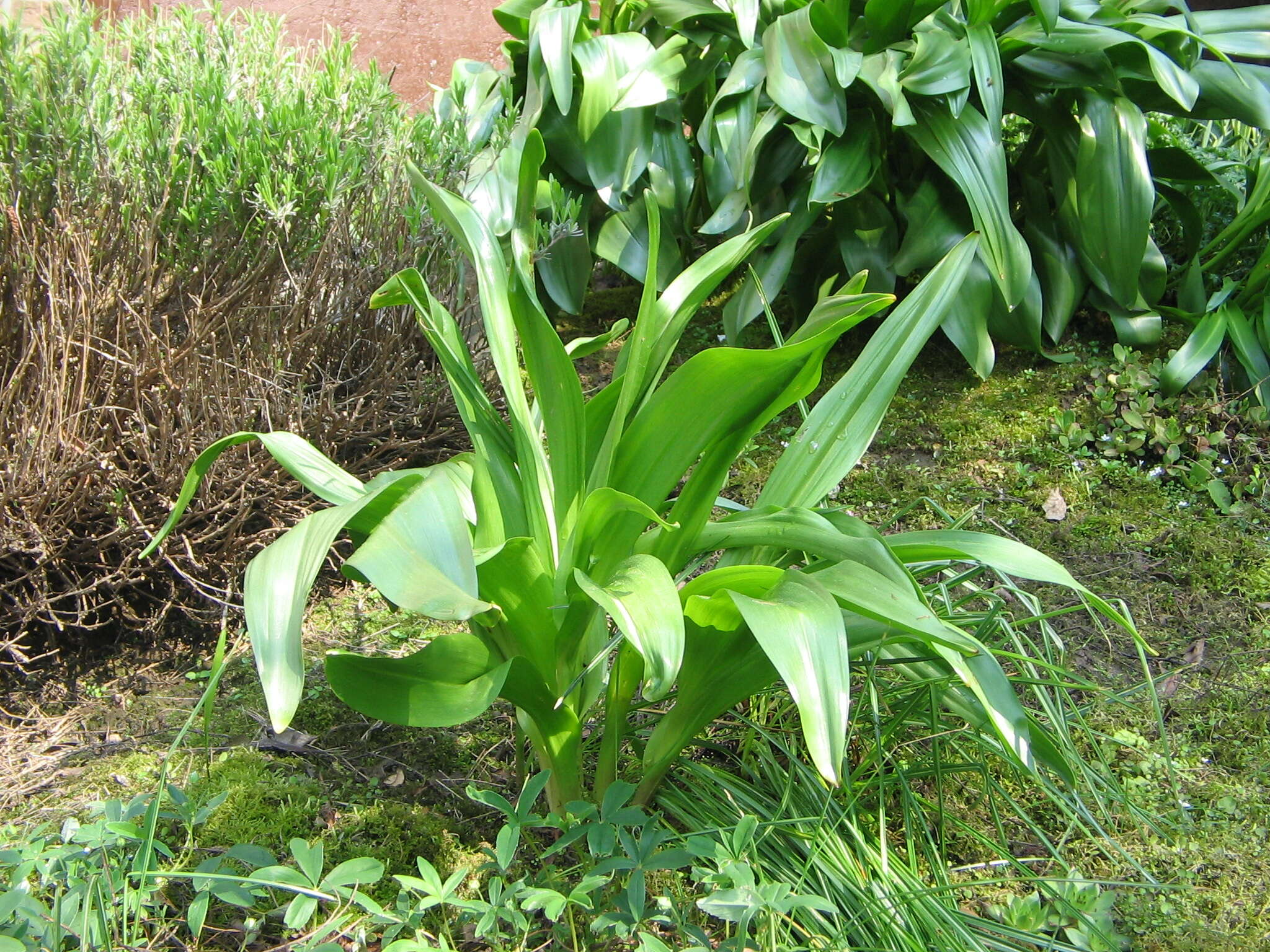 Image of Colchicum lusitanum Brot.