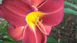 Image of Daylily