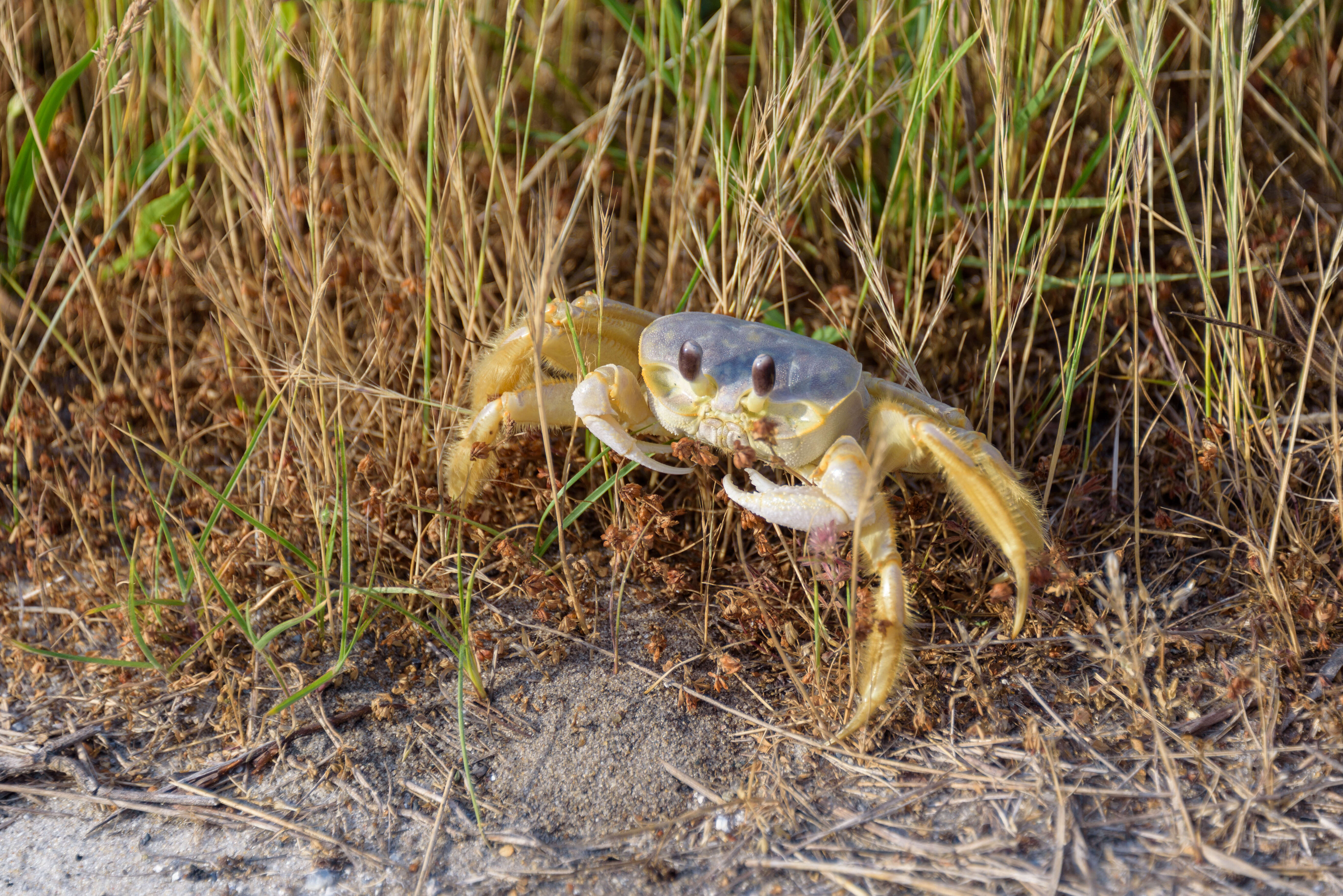 Image of Atlantic Ghost Crab