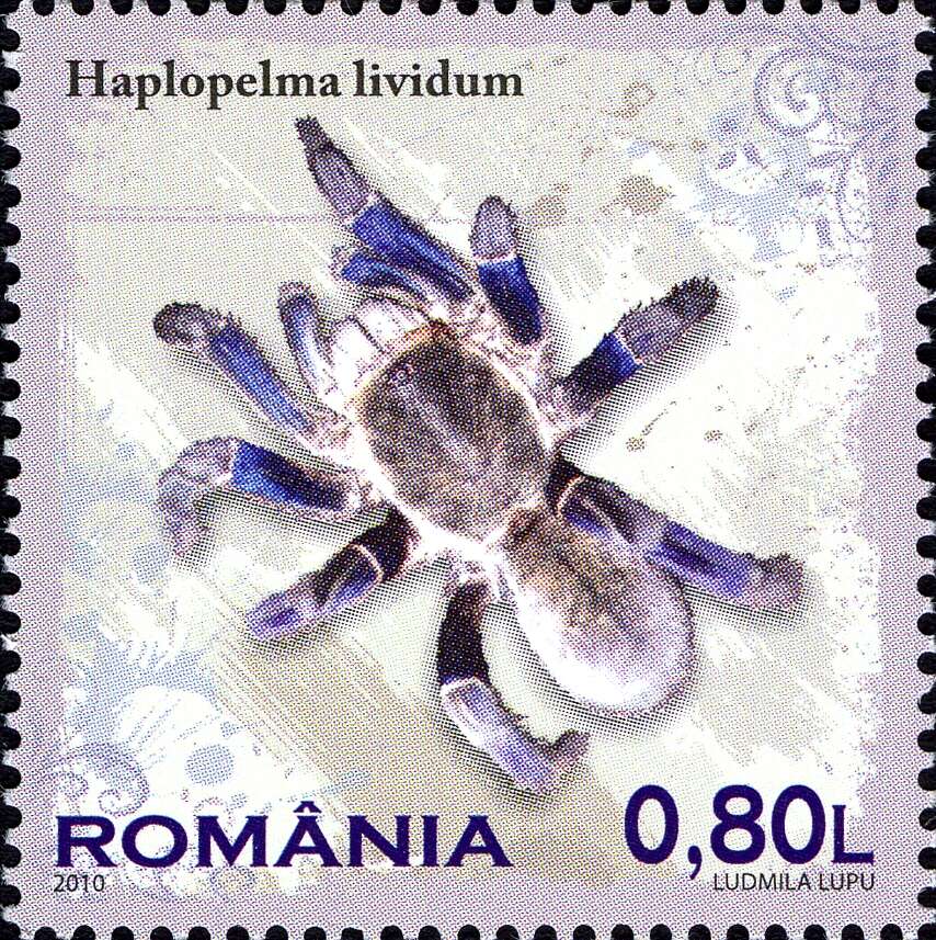 Image de Haplopelma lividum