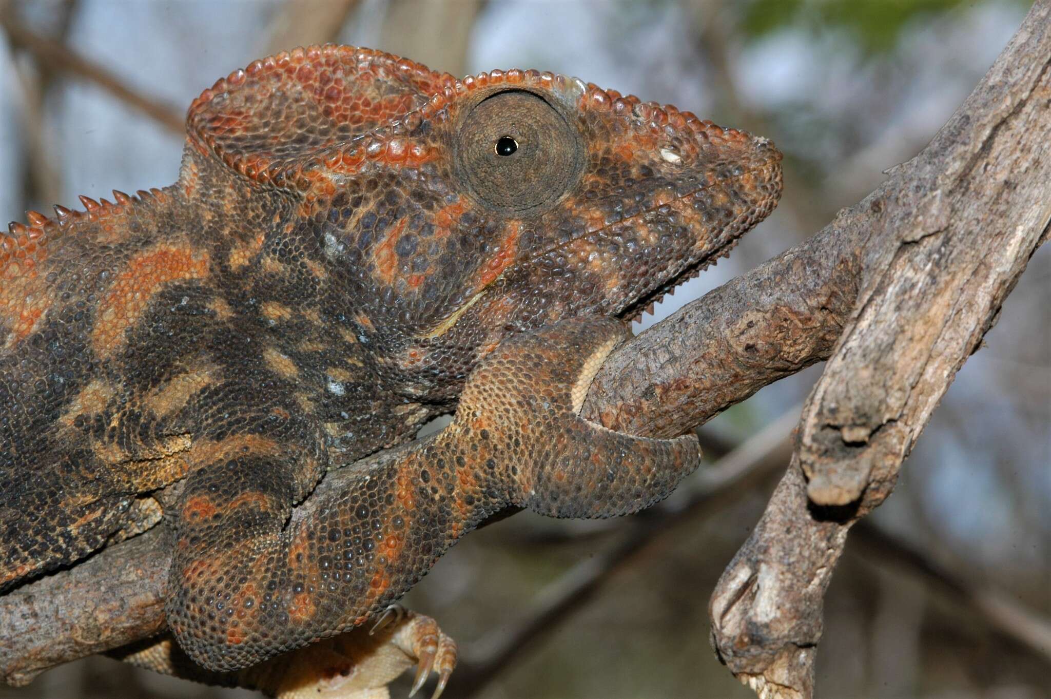 Image of Malagasy Giant Chameleon