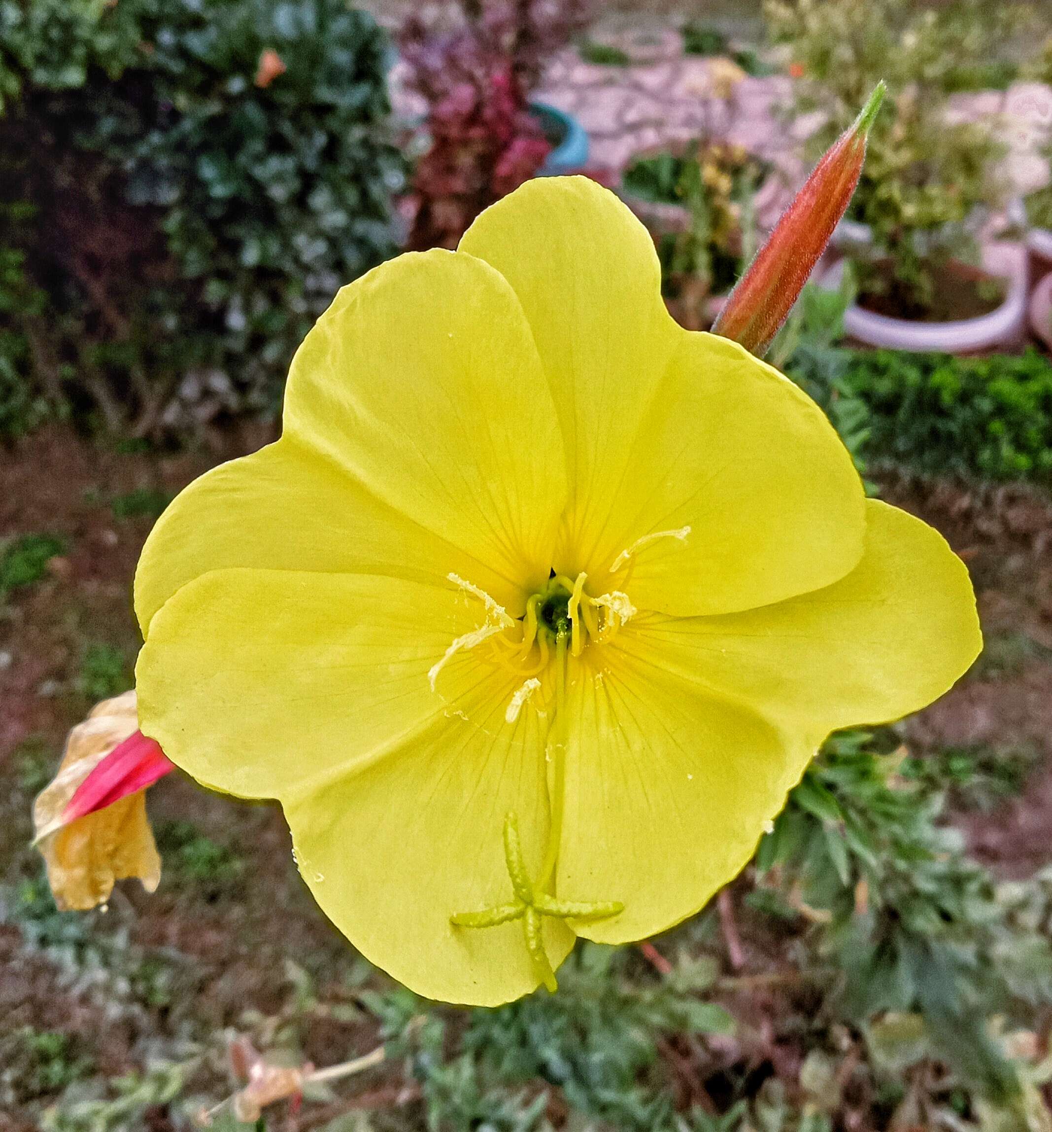 Image of common evening primrose