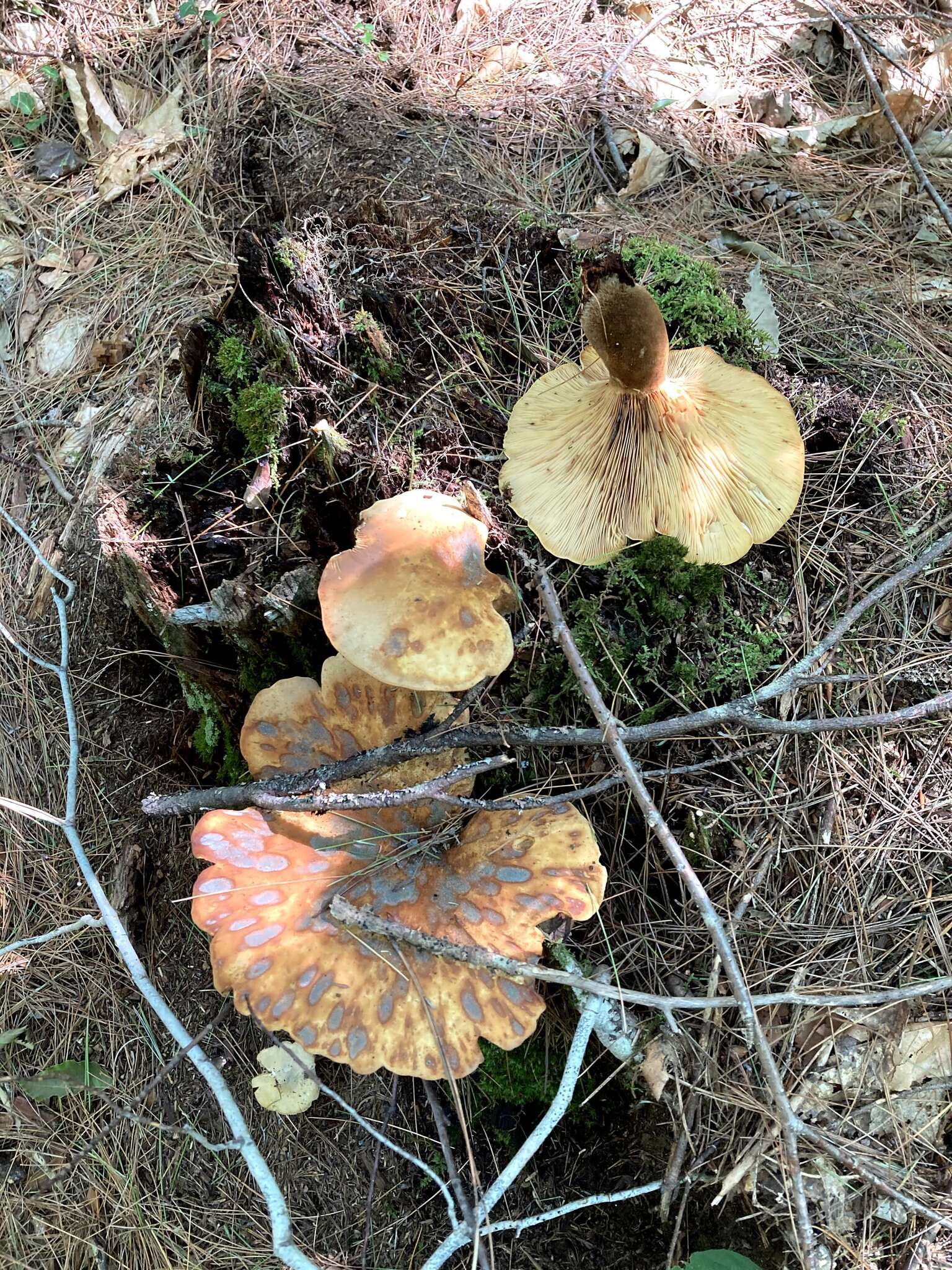 صورة Tapinella atrotomentosa (Batsch) Šutara 1992