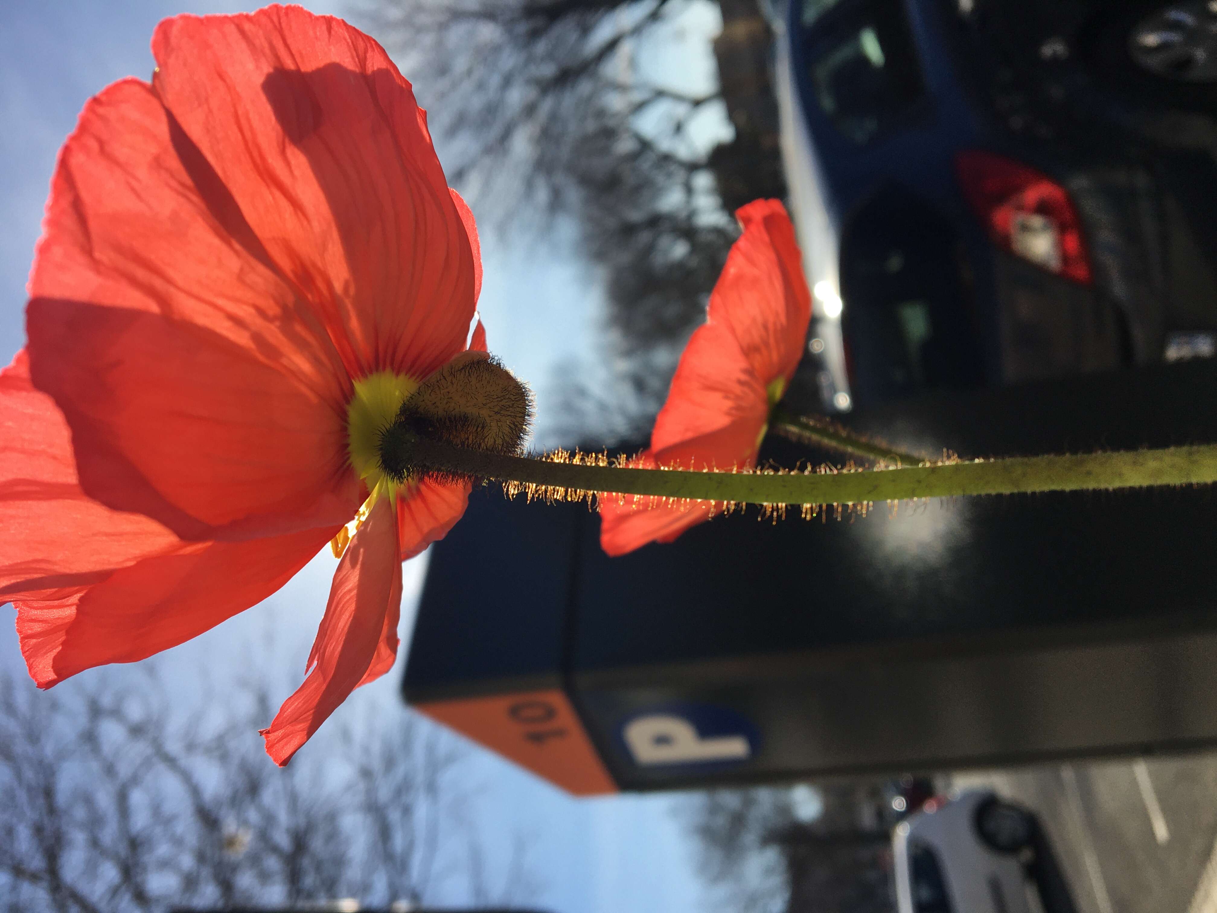 Image of corn poppy