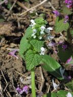 Image of <i>Lamium album</i>