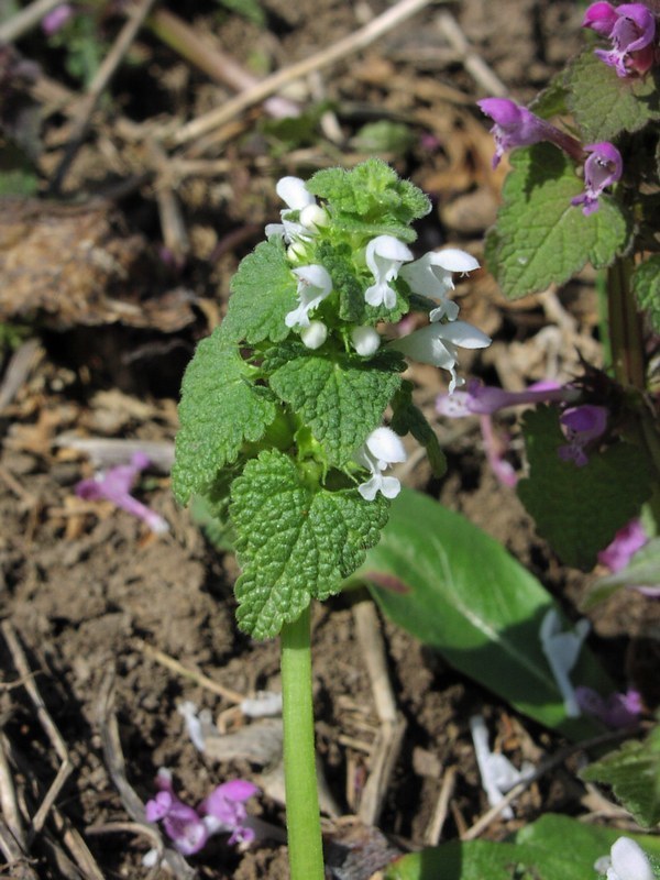 Image of <i>Lamium album</i>