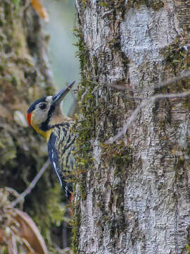 Image of Darjeeling Woodpecker