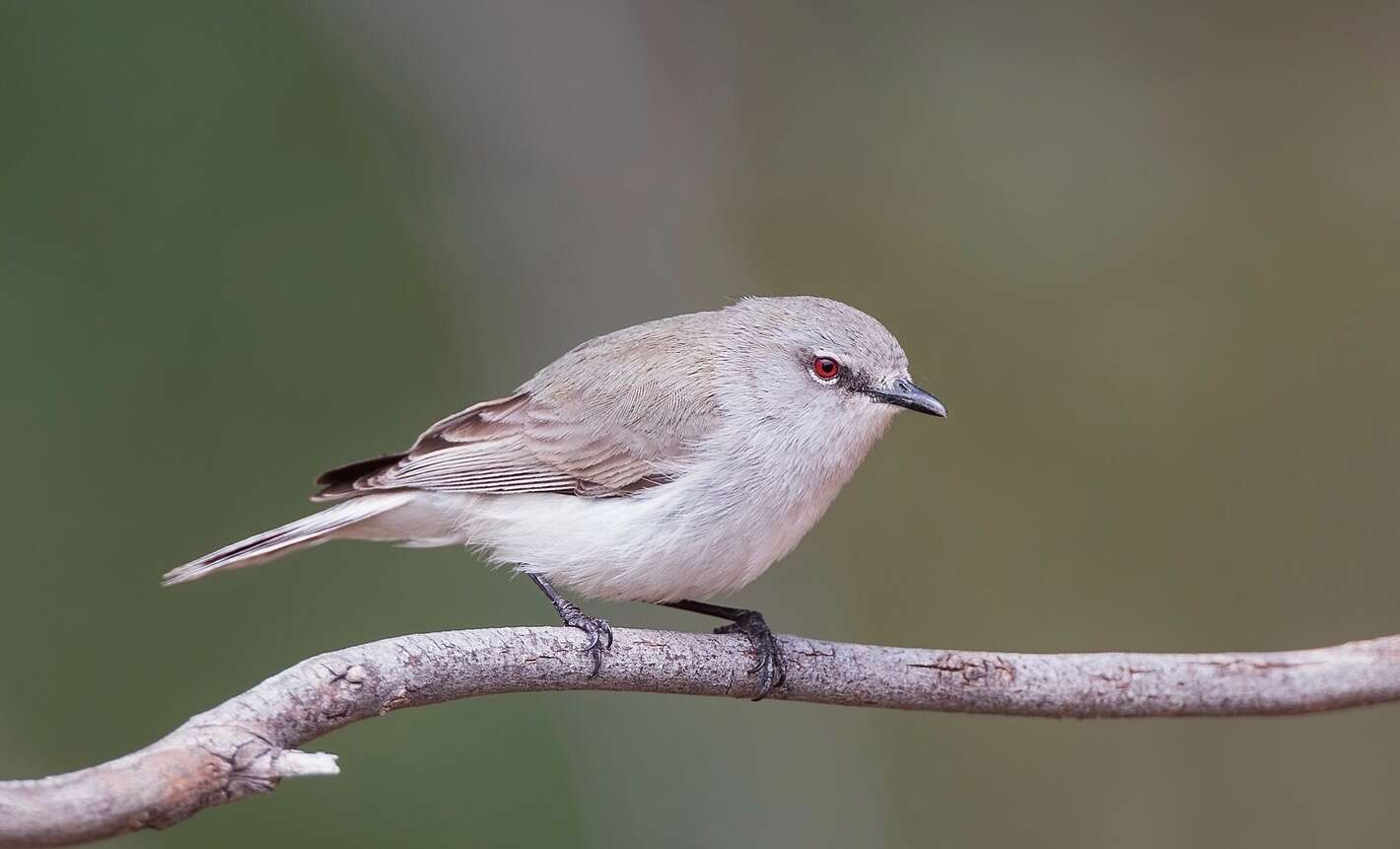 Слика од Gerygone fusca (Gould 1838)