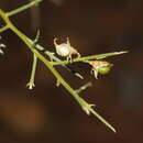 Image of Yellow Broom