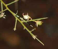 Image of Yellow Broom