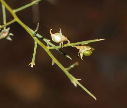 Plancia ëd Mirbelia viminalis (Benth.) C. A. Gardner