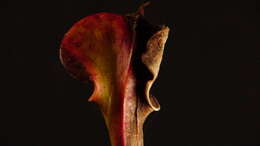 Image of Yellow pitcher plant