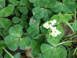Image of <i>Trifolium subterraneum</i>