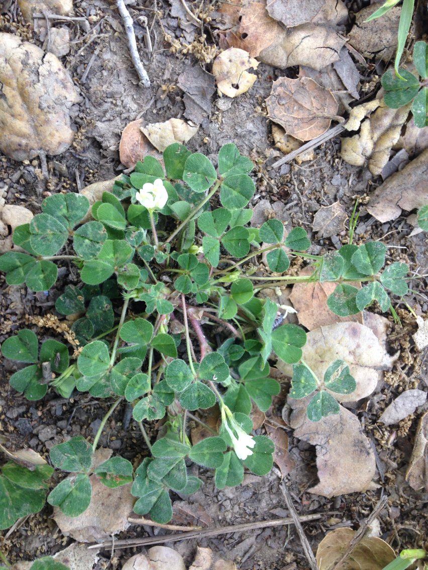 Image of <i>Trifolium subterraneum</i>
