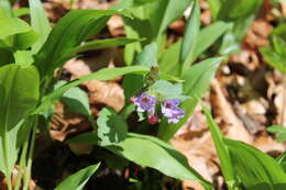 Image of Pulmonaria obscura Dumort.