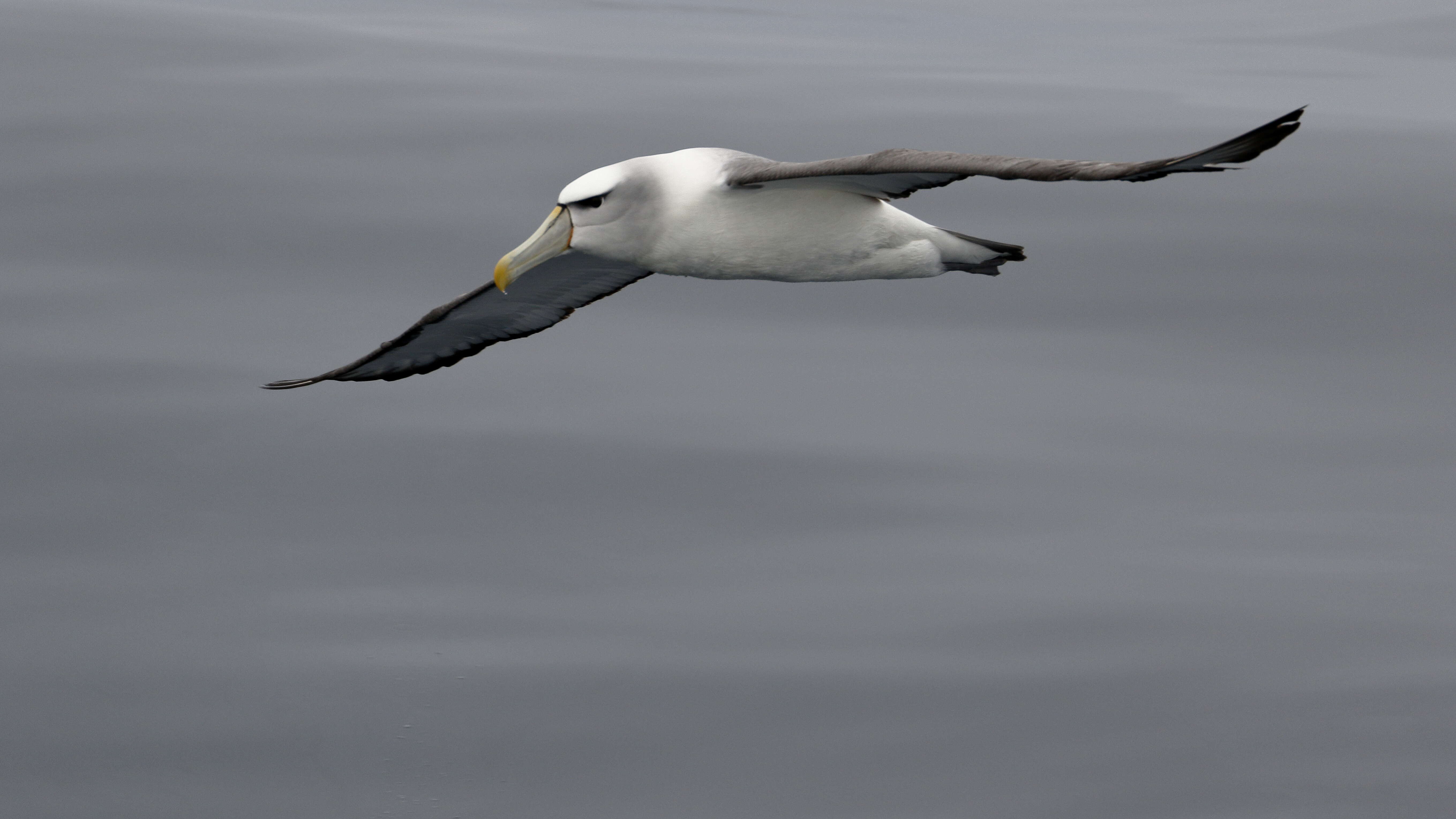 Image of Shy Albatross