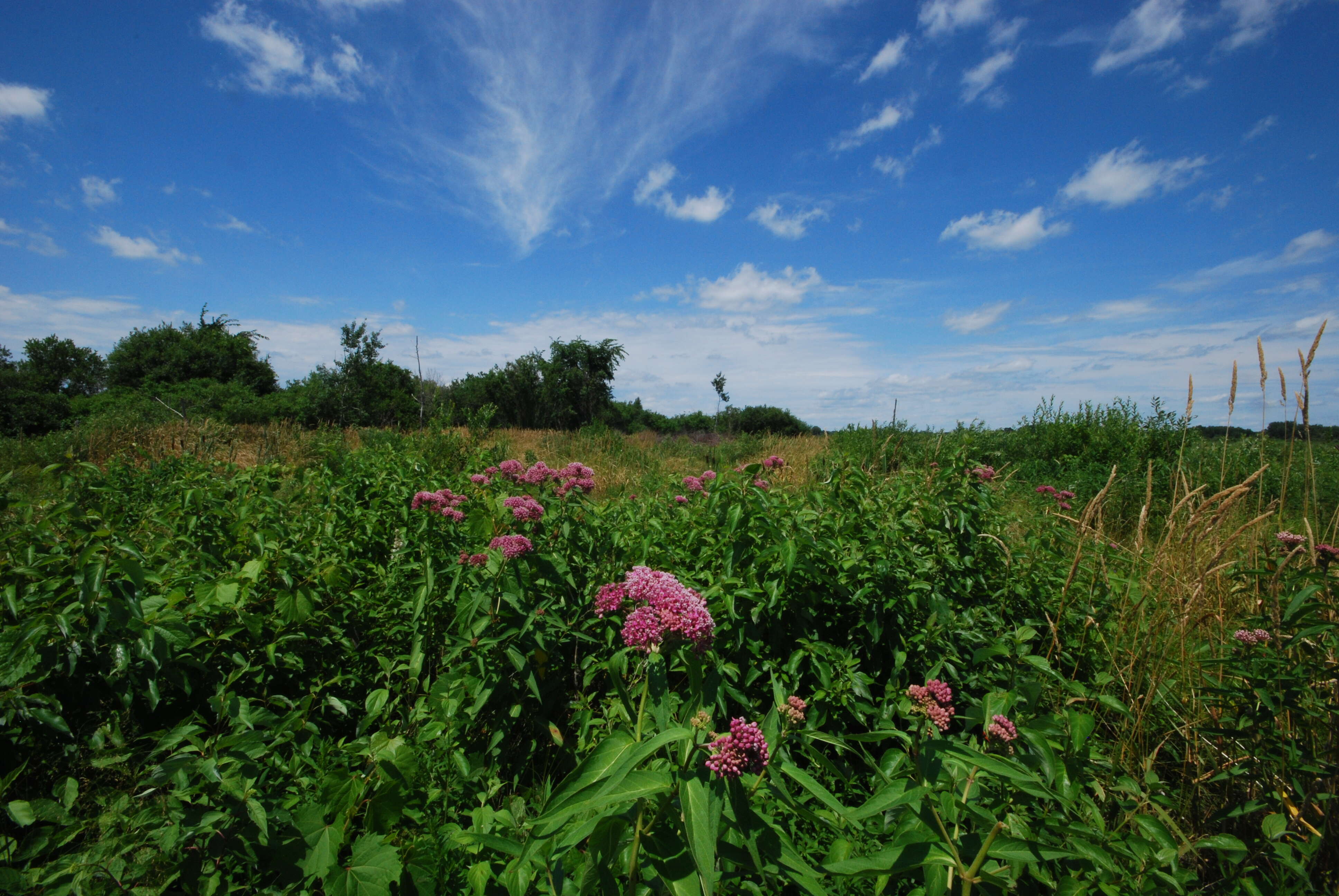 Image of swamp milkweed