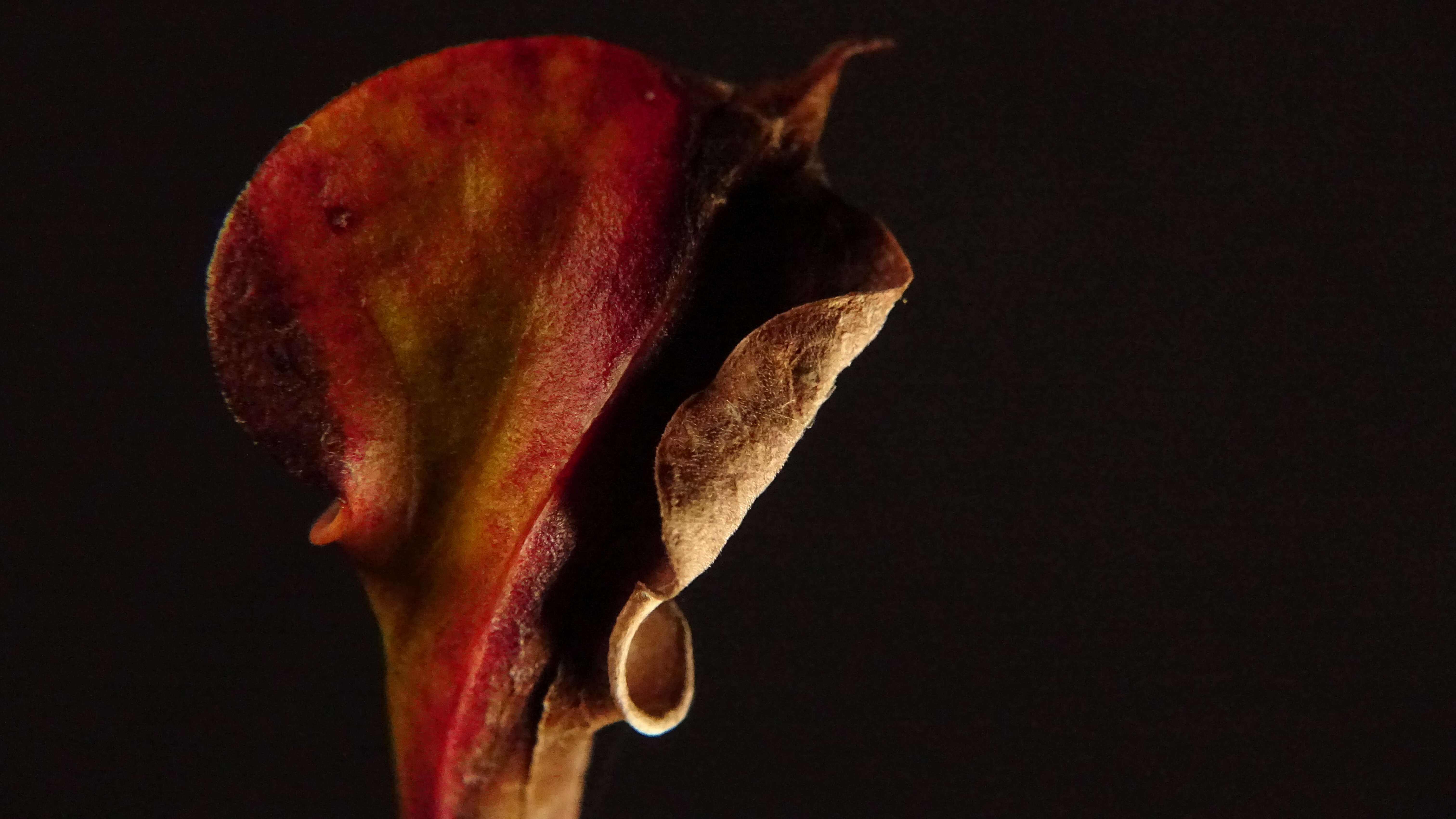 Image of Yellow pitcher plant