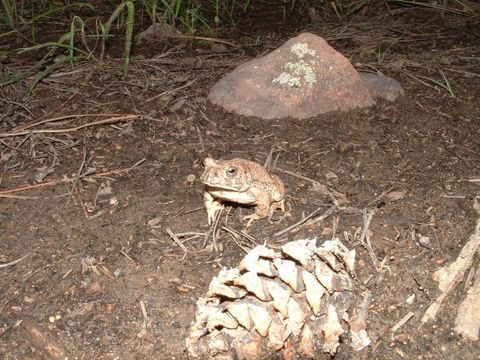 18.https www inaturalist org photos 179469.580x360