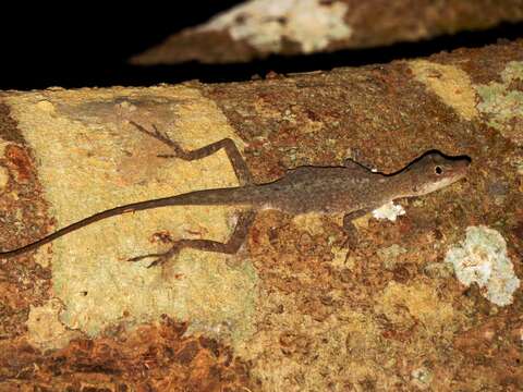 Image of Brown-eared anole