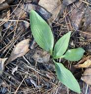 Слика од Spiranthes tuberosa Raf.