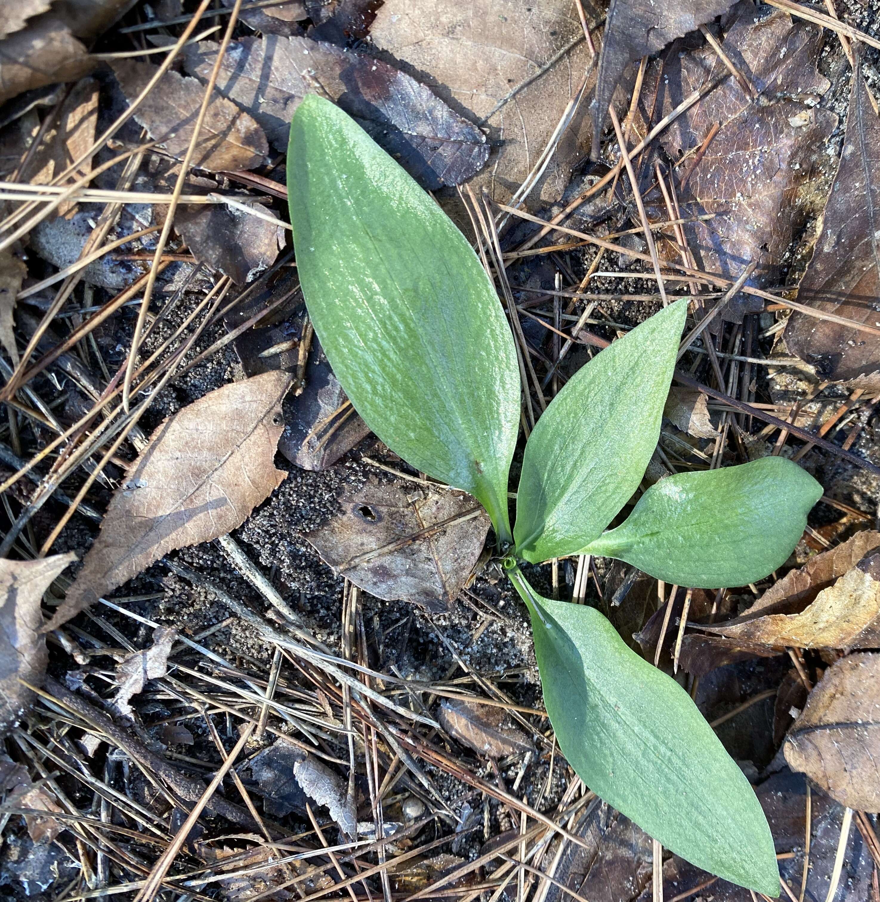 Imagem de Spiranthes tuberosa Raf.