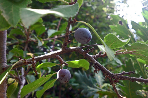 Image of <i>Prunus spinosa</i>