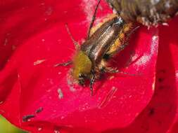 صورة جعليات النحل الطنان