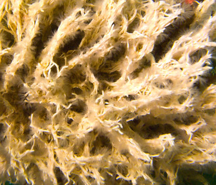 Image of Filigreed Coral Worm